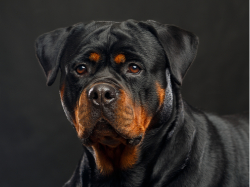 Ротвейлер: фото собаки, описание, характер породы, плюсы и минусы