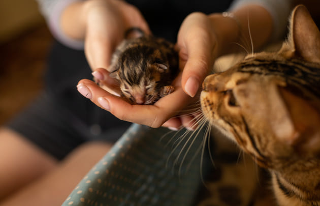 Уход за новорожденными котятами — Purina ONE®