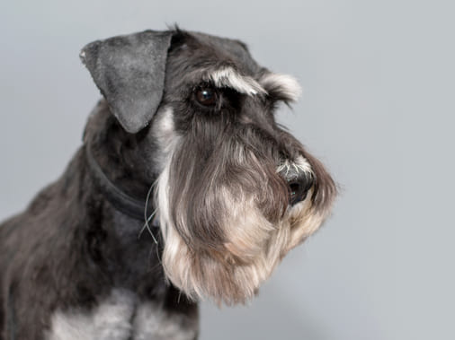 Цвергшнауцер, описание породы собак, характеристики и фото