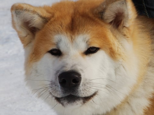 Акита-ину: описание породы собак, фотографии, рекомендации по уходу