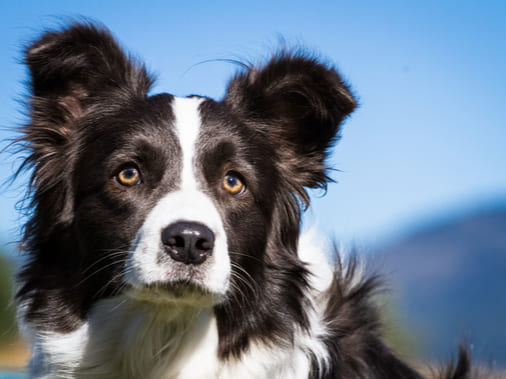 Бордер-колли: описание характера породы собак, фотографии, уход