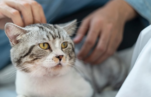 Инсульт у кошек — симптомы, первая помощь, лечение и реабилитация