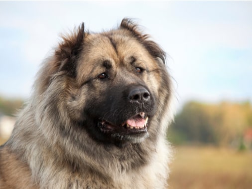 Кавказская овчарка: описание характера породы собак, фотографии, уход