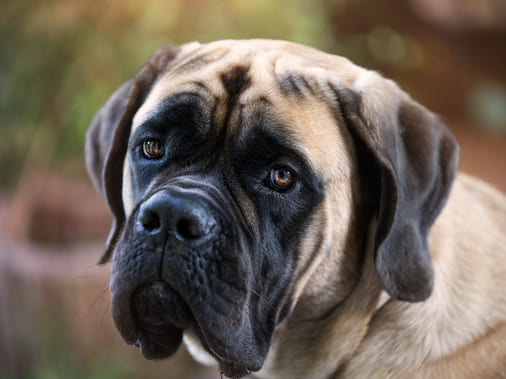 Мастиф: описание породы собак, фотографии, рекомендации по уходу