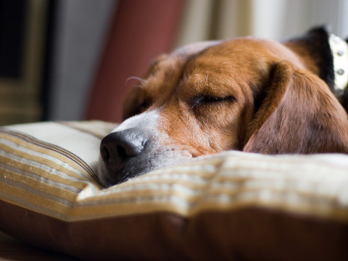 Cколько спят собаки в сутки