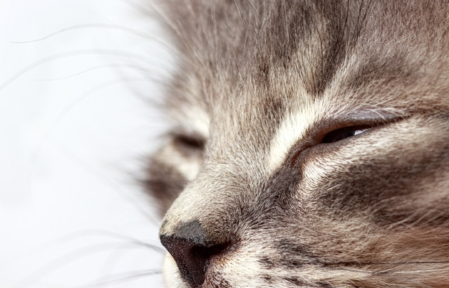 У кошки слезятся глаза – причины слезотечения у кошек | PurinaOne.ru