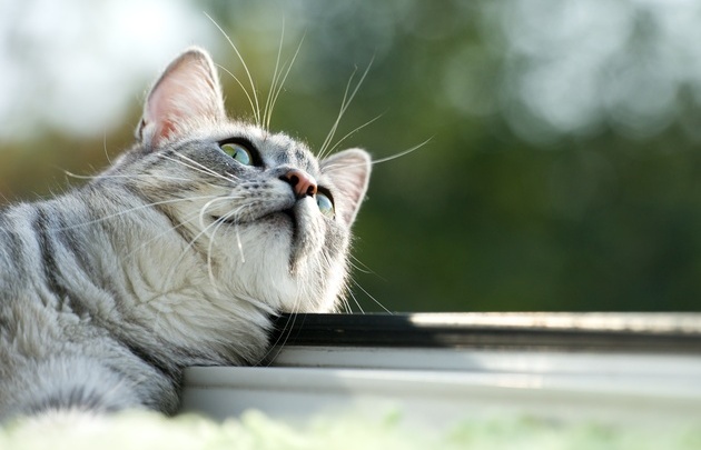 Усы кошки: строение, зачем нужны и как за ними ухаживать - Purina ONE®