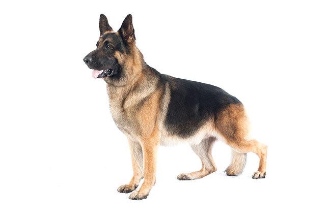 Немецкая овчарка: фото собаки, описание, характер породы - Purina ONE®