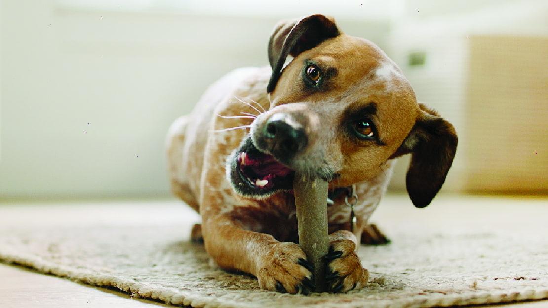 Почему куриная кость может быть опасной для собаки?
