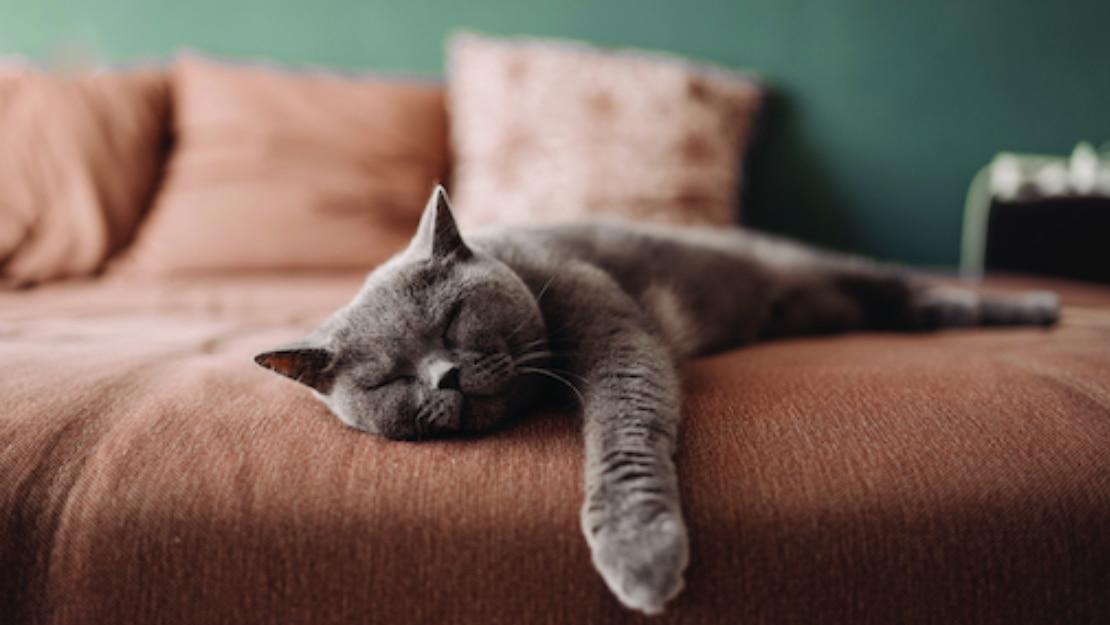Фото кошки на диване