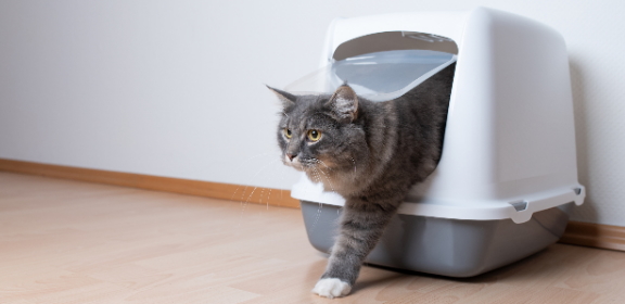 Запор у кошки: симптомы, причины и как помочь коту дома - Purina ONE®