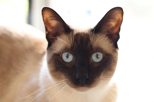 Причины текучести глаз у кошки