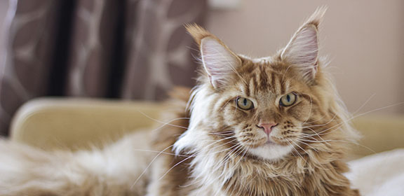 Колтуны у кошки: причины появления и как избавиться - Purina ONE®