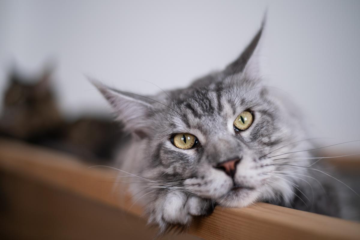 Кастрированный кот метит: причины и что делать - Purina ONE®