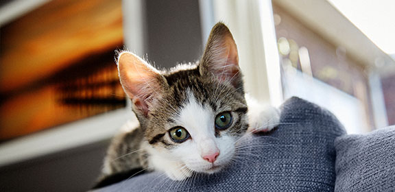 Кот или кошка шипит на хозяина или котенка - причины на Purina ONE®