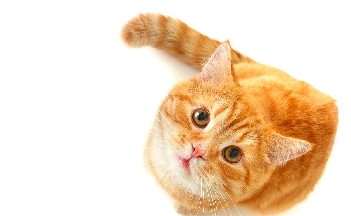  Как кошки используют взгляд в коммуникации?