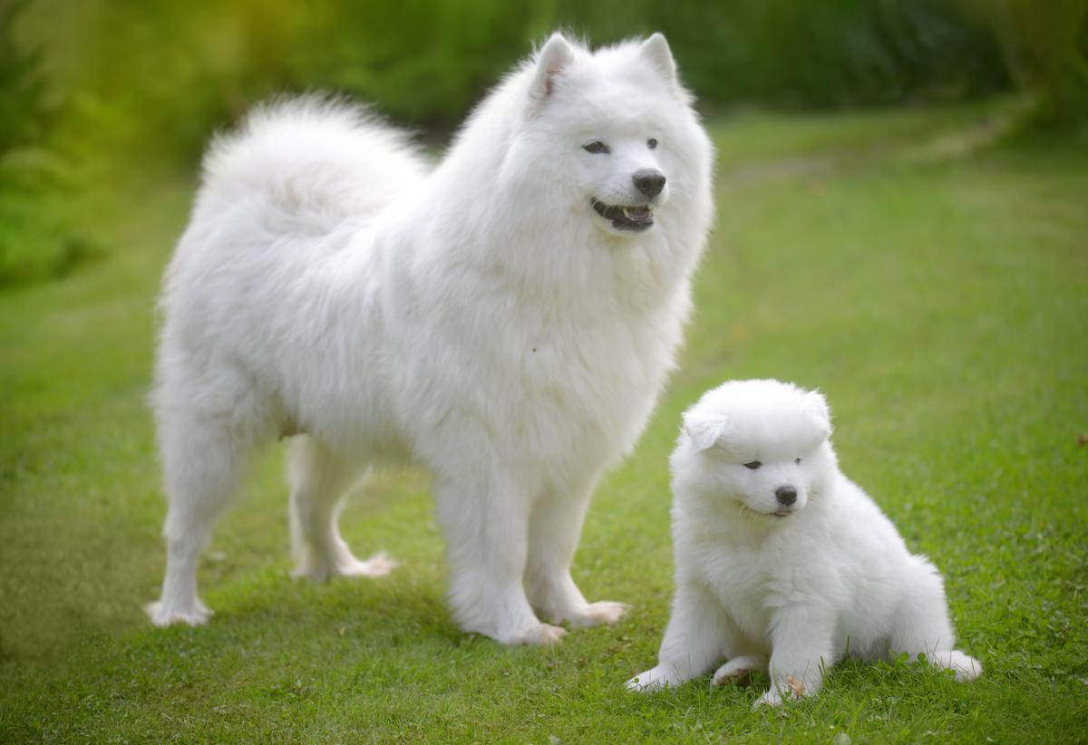 Самоед Samoyed (Самоед самоед самоех) - описание, характер, уход и содержание