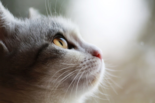 У кота сухой нос: причины, когда это опасный симптом - Purina ONE®