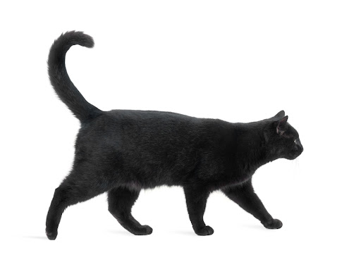 Породы черных кошек: описания котов с черным окрасом — Purina ONE®