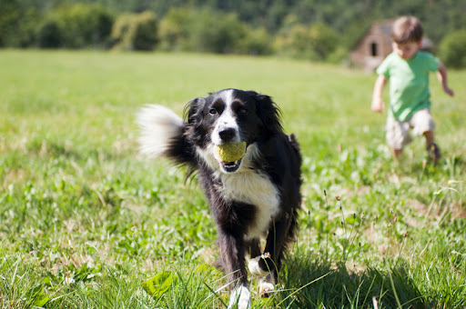 Фото собаки с мячем