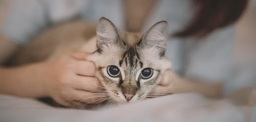 Почему кошка кусается: причины и как отучить - советы Purina ONE®