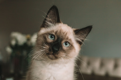 Сиамская кошка: фото, описание, характер породы - Purina ONE®