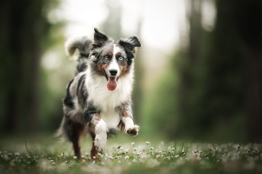 Фото собака бежит