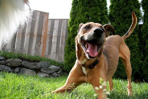 Фото собаки с открытым ртом