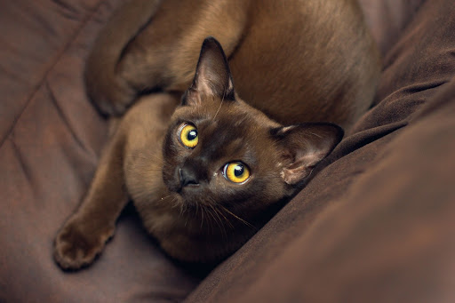 Бурманская кошка: фото, описание и характер породы - Purina ONE®