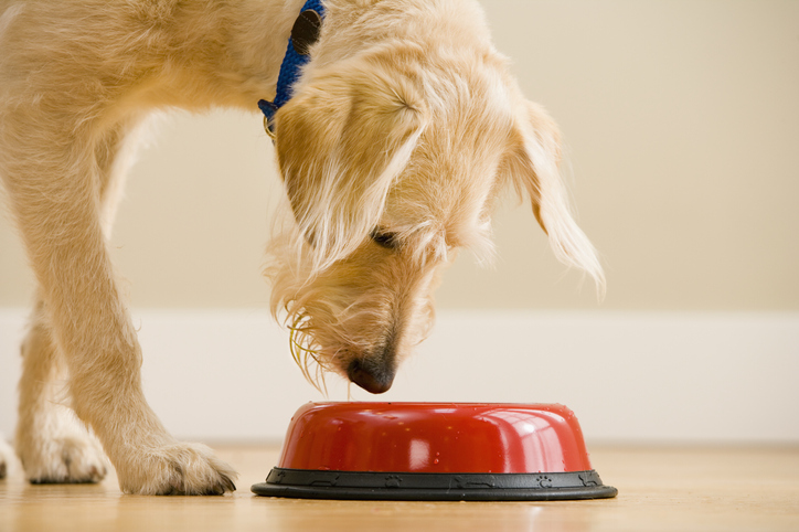Собака пьет много воды: причины и что делать хозяину — Purina ONE®