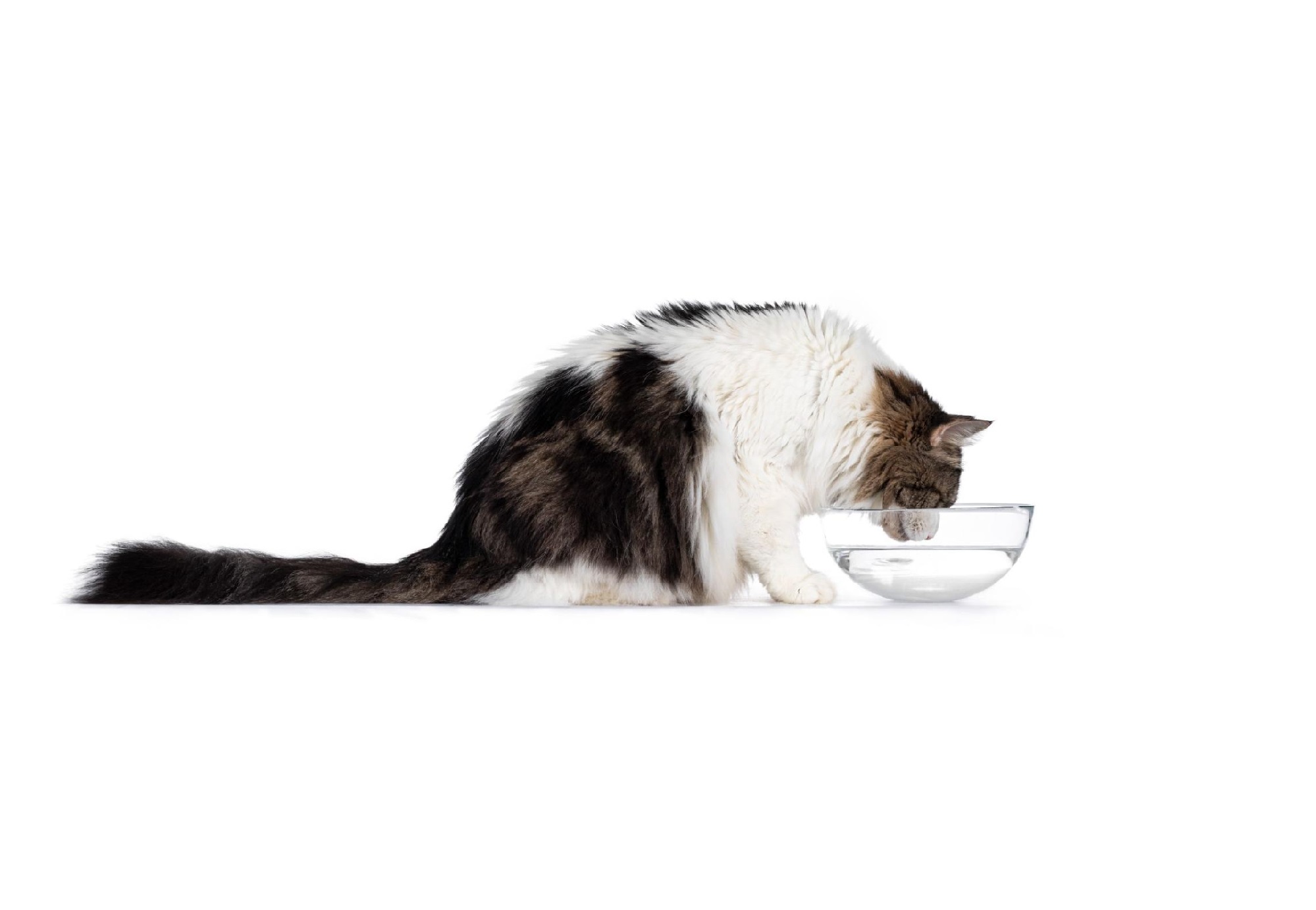Сколько кошка или кот могут прожить без воды и еды - Purina ONE®