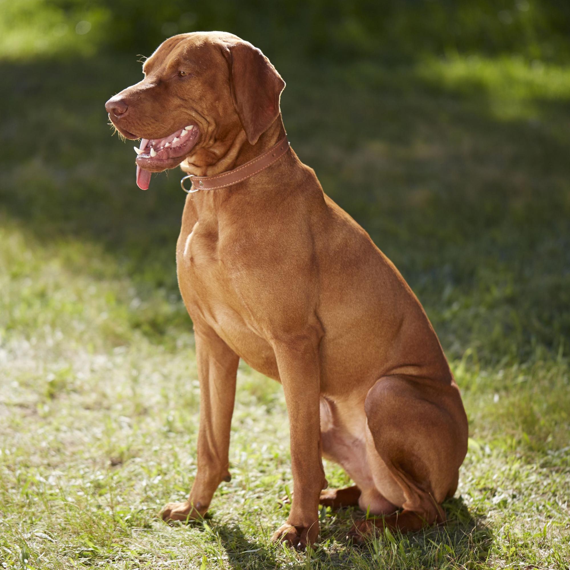 Отравление у собак: причины, симптомы и что делать хозяину — Purina ONE®