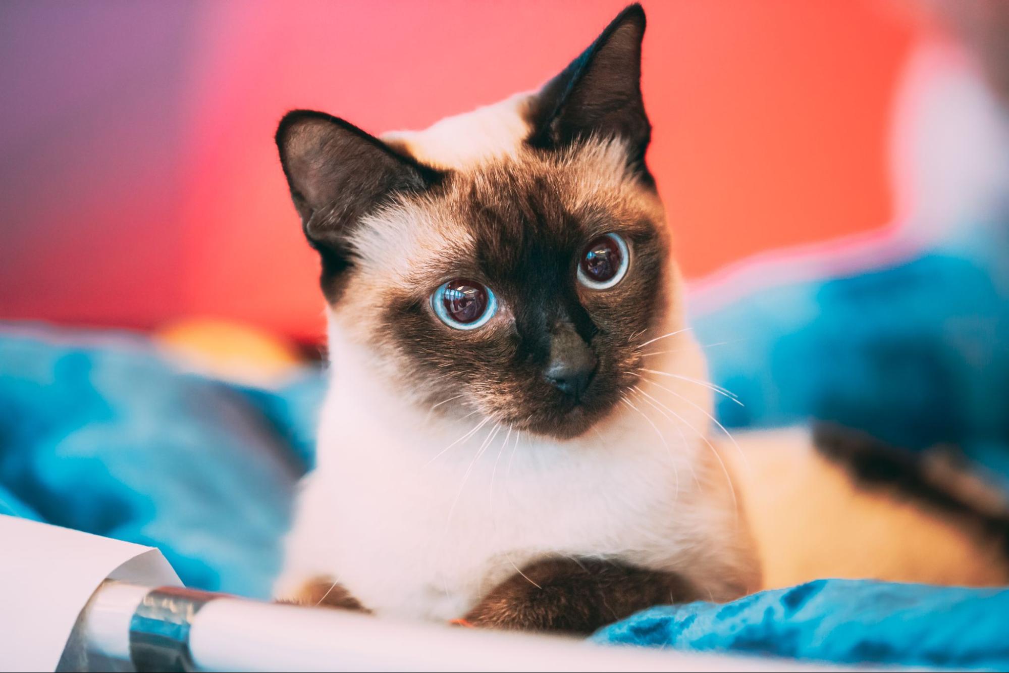 Тайская кошка: фото, описание и характер породы — Purina ONE®