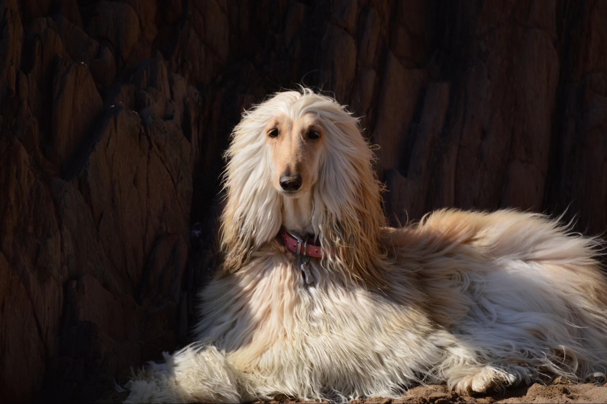 Афганская борзая: фото собаки, описание и характер породы — Purina ONE®