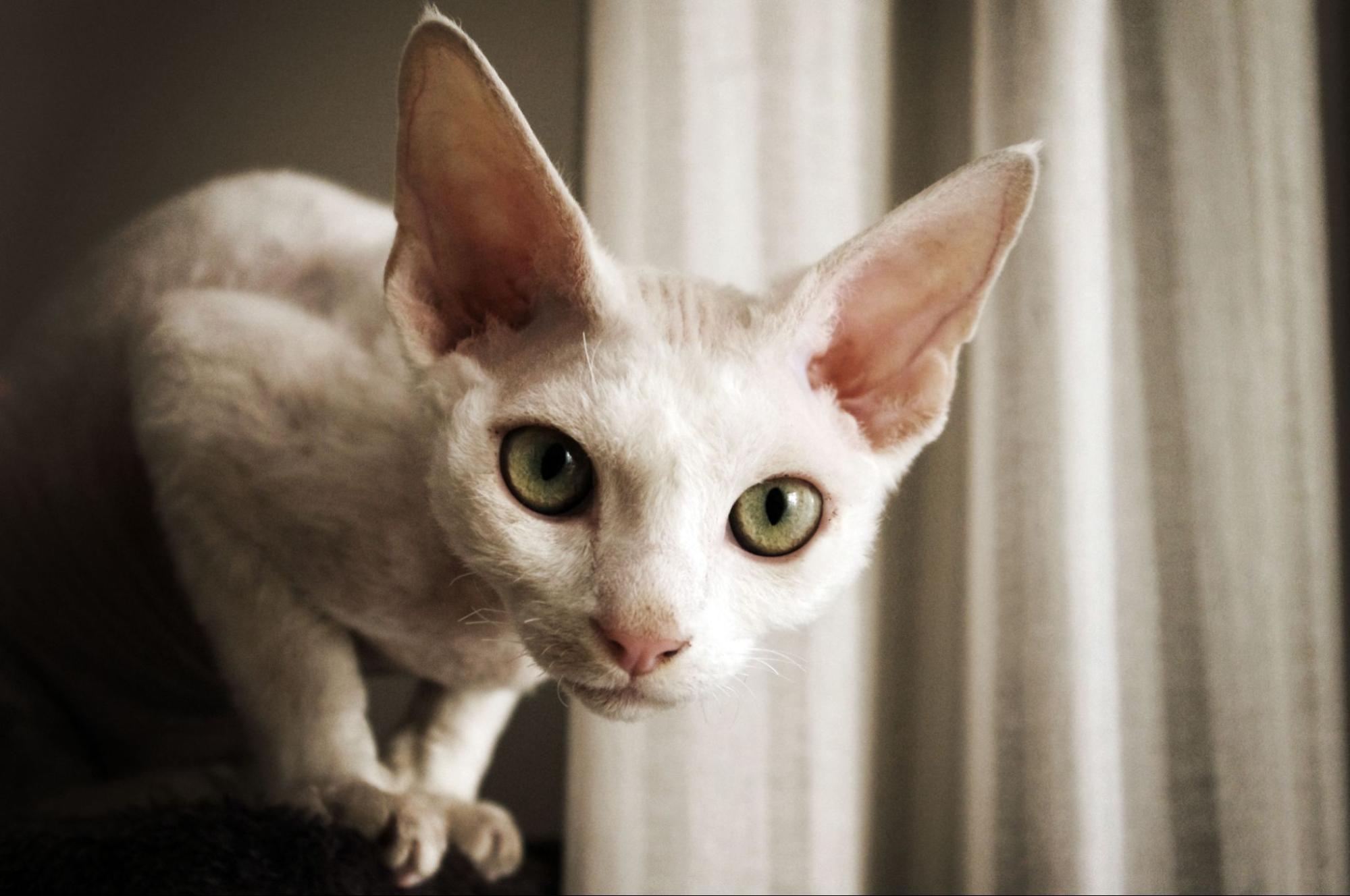 Породы кошек с большими ушами: фото и описание пород - Purina ONE®