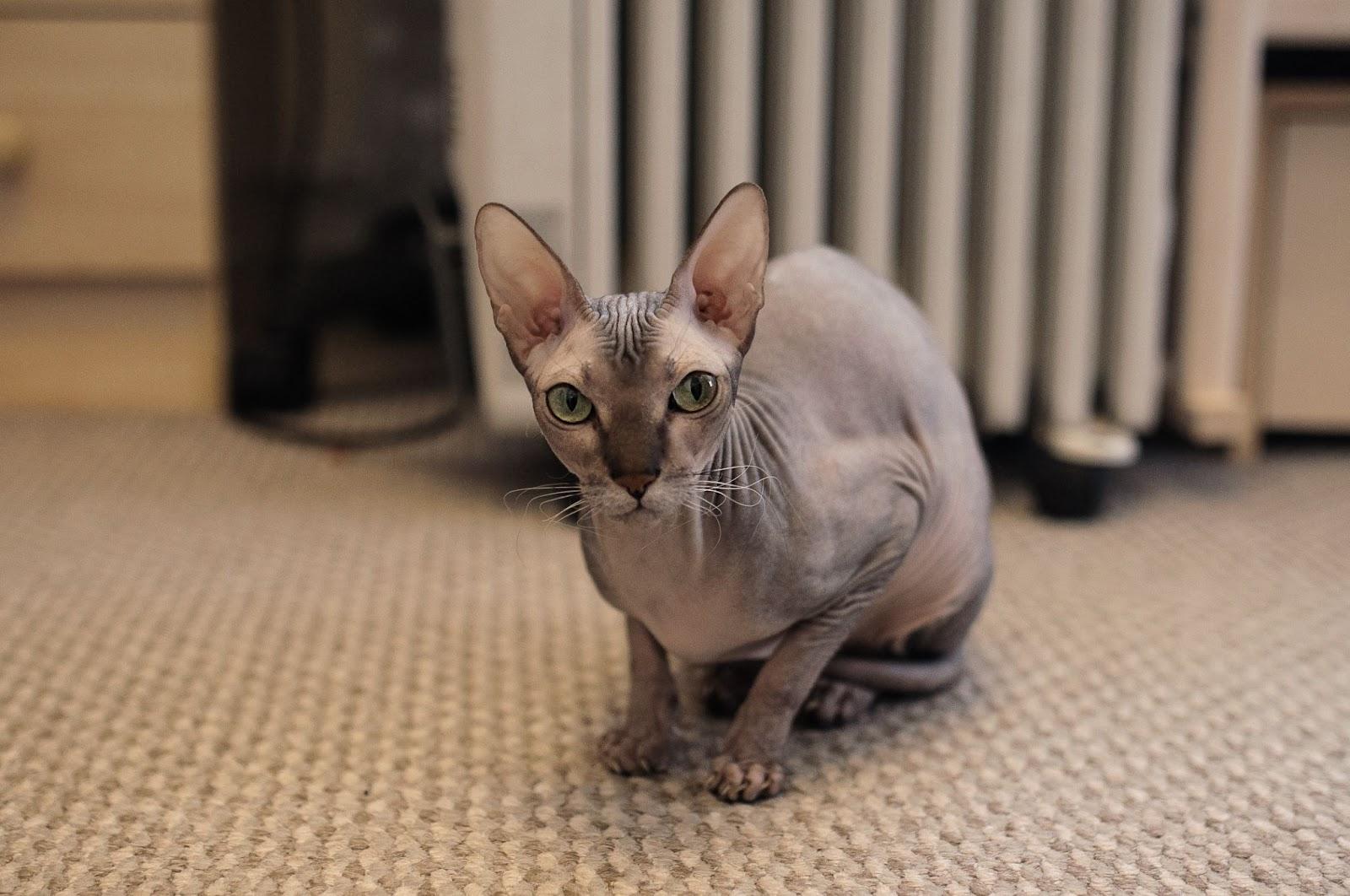 Стандарты породы