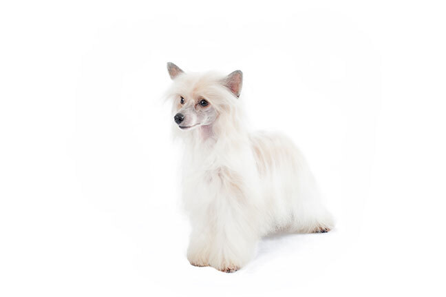 Китайская хохлатая собака белого окраса