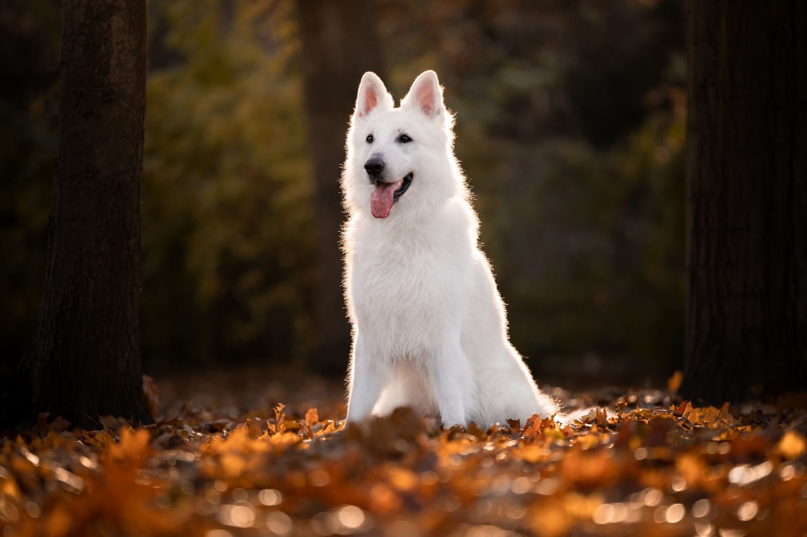 Пушистые белые собаки: фото, описание и породы — Purina ONE®