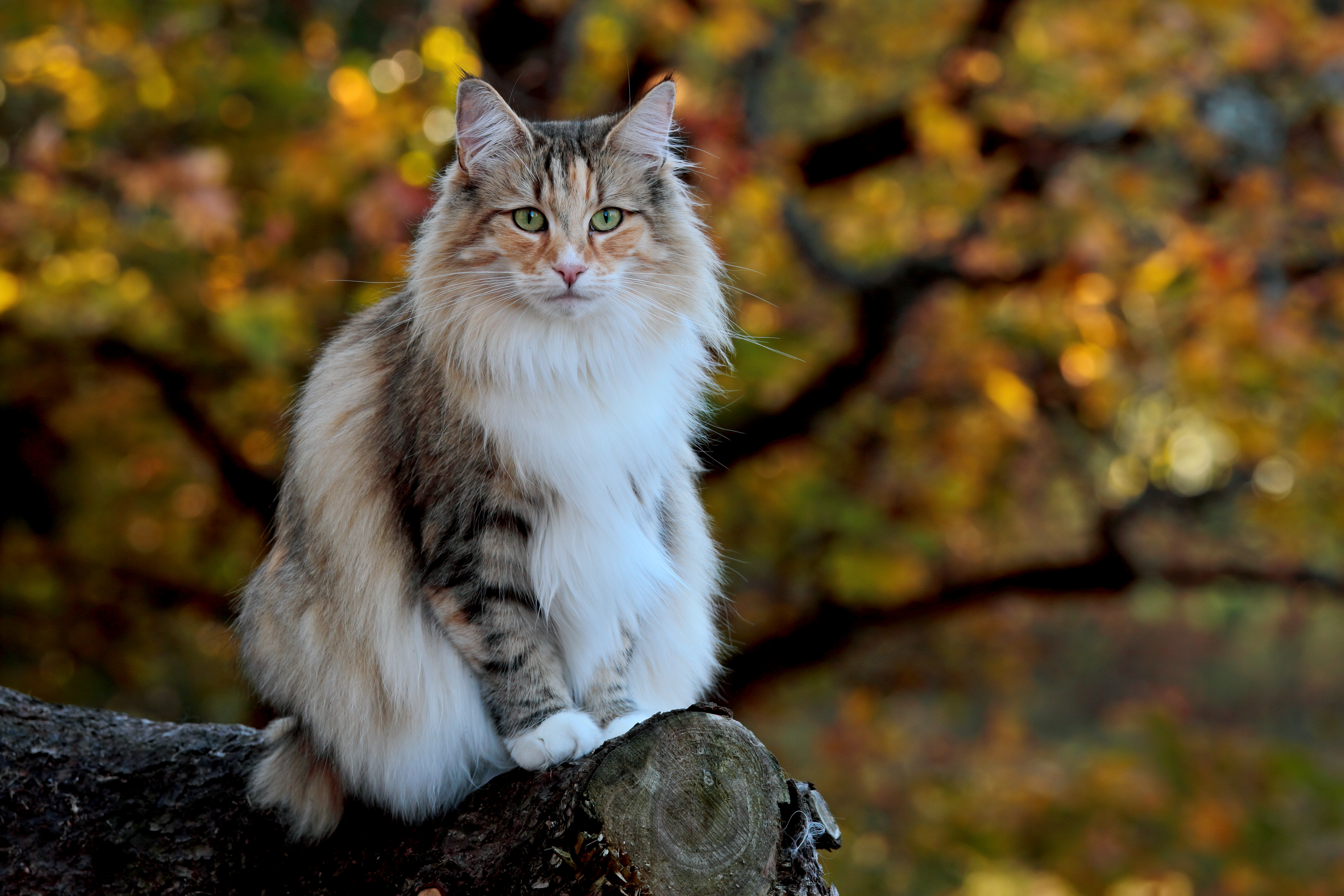 Самые большие в мире кошки