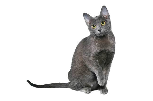 Корат