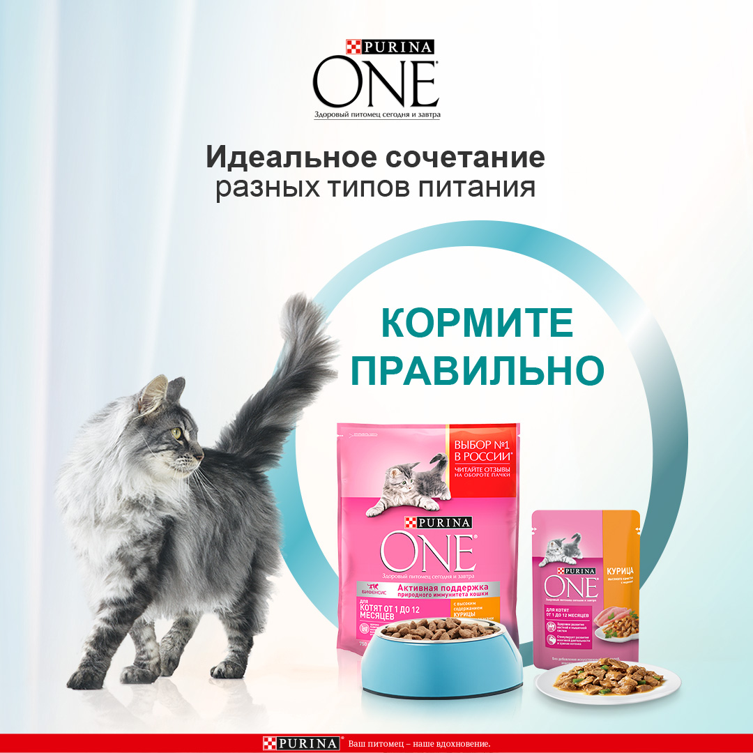 Консервированный корм Purina ONE для котят с курицей и морковью