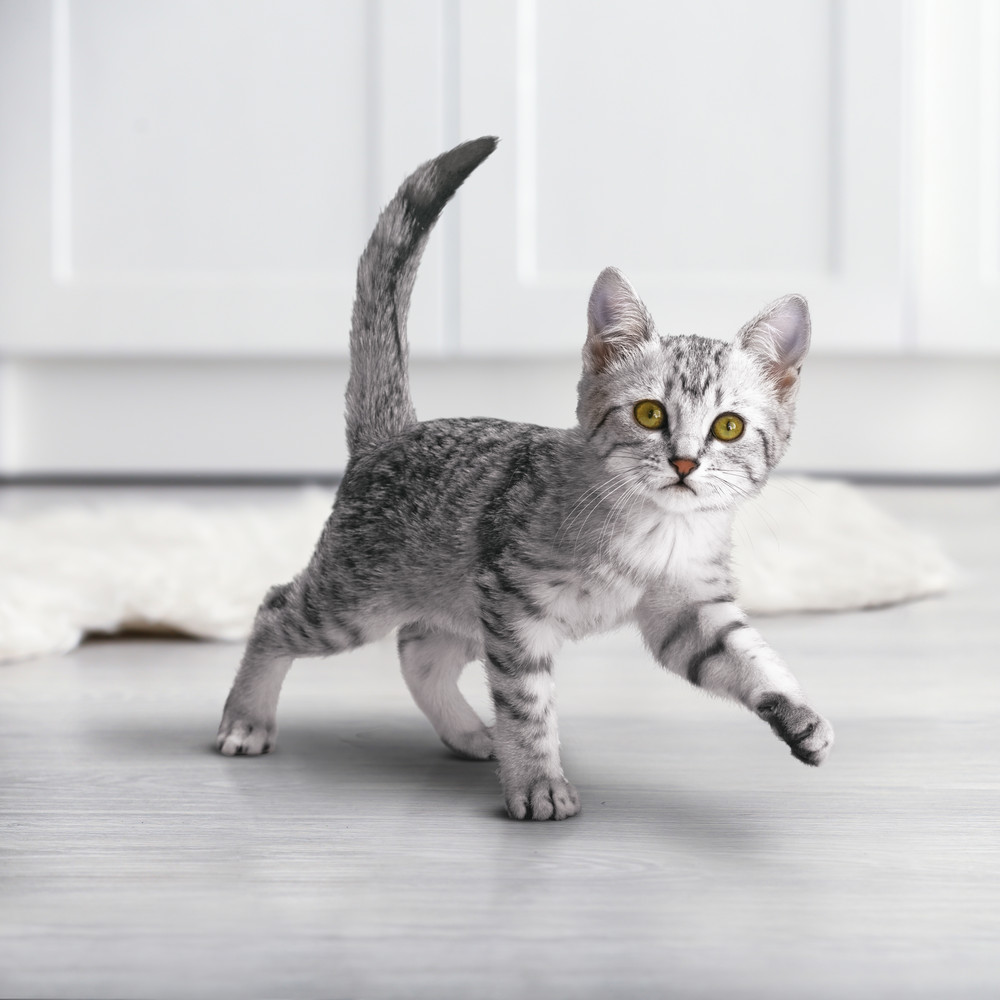 Сухой корм Purina ONE для котят с курицей и злаками - PurinaOne.ru