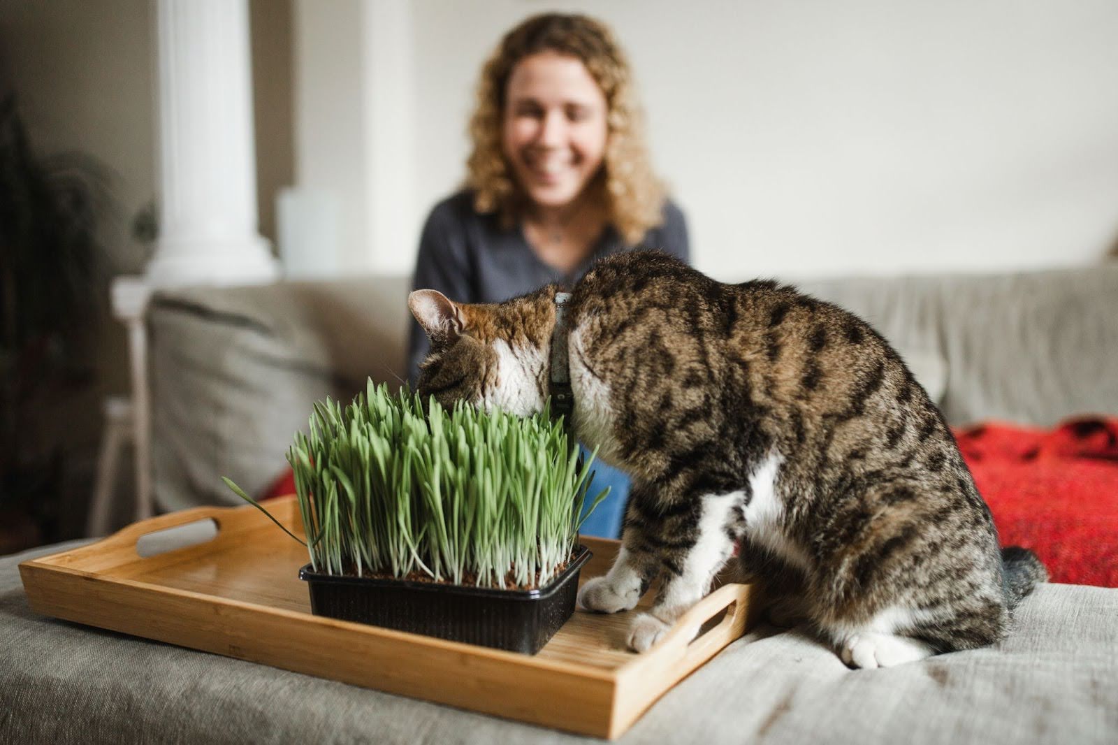 Травы для кошек