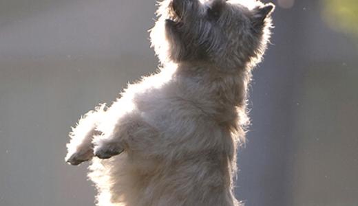 Выбор собаки