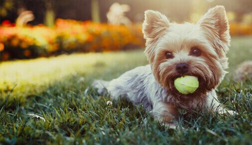 Советы по обучению и дрессировке собак
