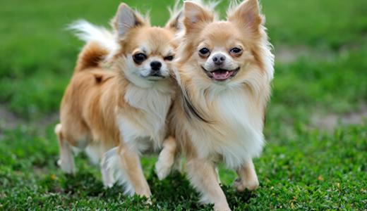 OСОБЕННОСТИ СОБАК МЕЛКИХ ПОРОД