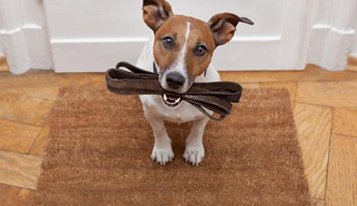 КАКОВЫ ЗДОРОВЫЕ ПРИВЫЧКИ СОБАК?