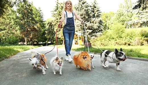 dog walker
