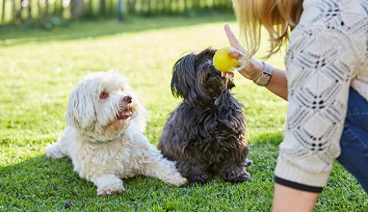 Дрессировка собак