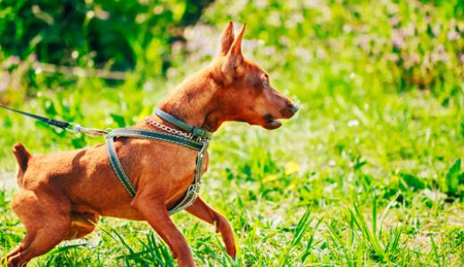 Цвергпинчер - описание породы и история происхождения